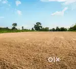 1.5 kotha land sale near acoland .. for sc /st only