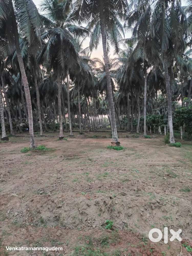 Agriculture land ( Coconut & coco) for Sale at Venkataramangudem.