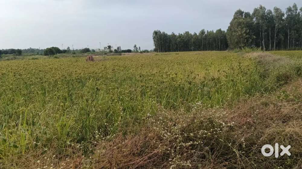 Land for sale 
 airport road 
Bettalasure
Single owner 
2Accre