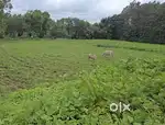 20 gunta land for sale at belur