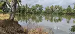 6 acre land and karimeen fish pond for sale in Kottayam chengalam
