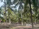 Covai bypass near coconut farm sale
