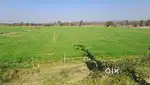 2 Acre Fertile Agricultural Land for Sale near Rewari NCR