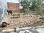 It's a 50 gajj plot..
