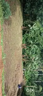 12 സെന്റ് പ്ലോട്ട്