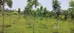 I have one plot in Raviteja Developers Raviteja Dreamland resorts