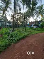 Land for Sale in Narayankulam Pappinisseri - 10 Coconut Trees