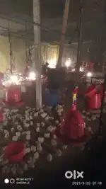 Poultry farm