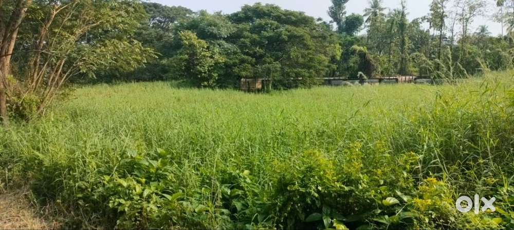Land-20 cent for sale in chembukkavu- 7.75 lakhs per cent.