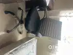Home office chair