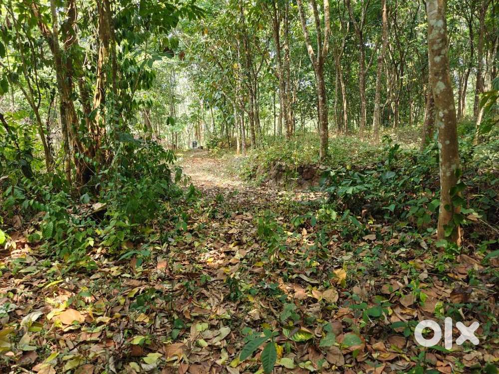Rubber Plantation ideal for residential plots