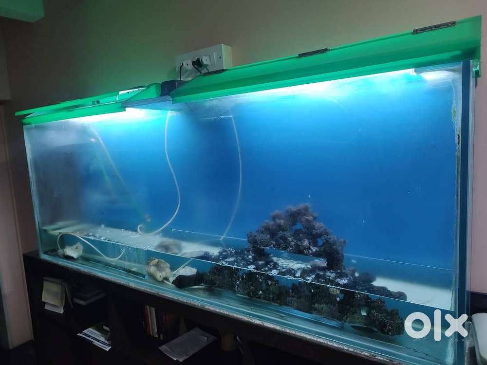 Ready to Use Aquarium & All Parts 6Ft Wide Eheim Filters Boyo AirPump
