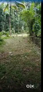 10.5 House Plot for Sale near Piravom Town (പുരയിടം)