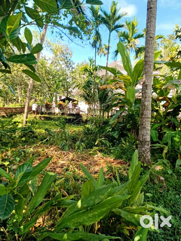 Land for sale nadapuram kuttiady main road