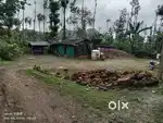 6.5 Acre Coffee Plantation with Pepper – Near Kanathi, Balenoor