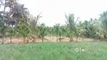 Agri land for sale