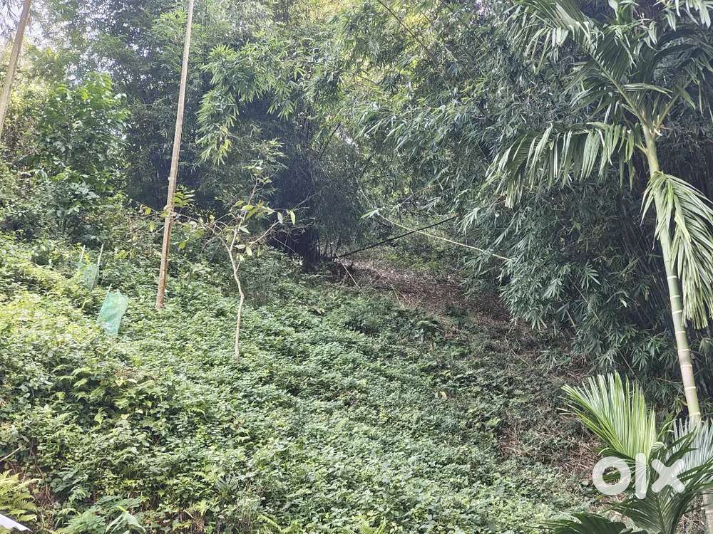 Eksonia land for sale half bigha