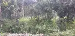 Prime Roadside Plot for Sale – 25 Cents  Arumanai, Kanyakumari Dist