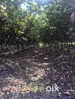 खेती जमीन फॉर्म हाऊस के लिए उपलब्ध हैं