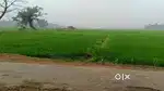 agriculture land 124 mandi