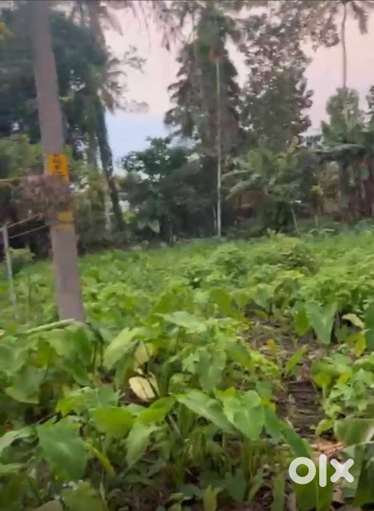 Land plot for sale in muthoor , thiruvalla