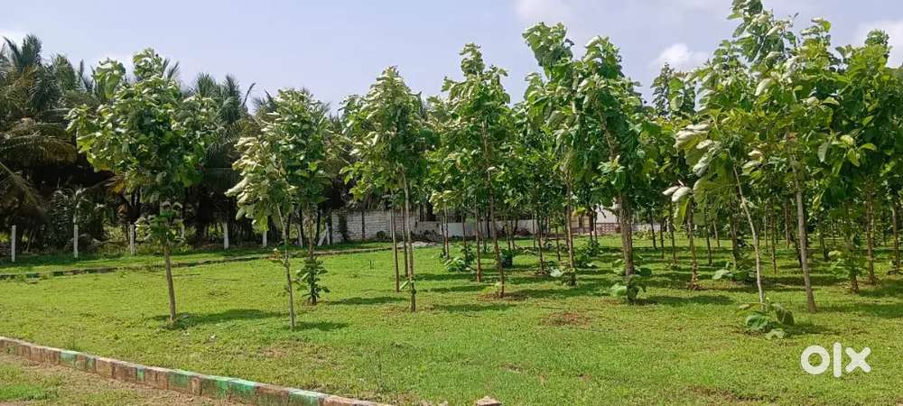 குறைந்த விலை பண்ணைநிலம் விற்பணைக்கு கோதாவடி