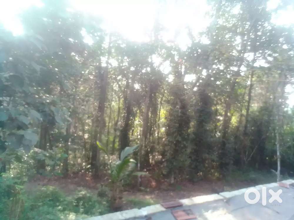 A 37 cent plot near meenadom 1 ward kavalachira