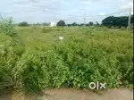 350 sq Meter Plot available in Greater Noida in PHI 3