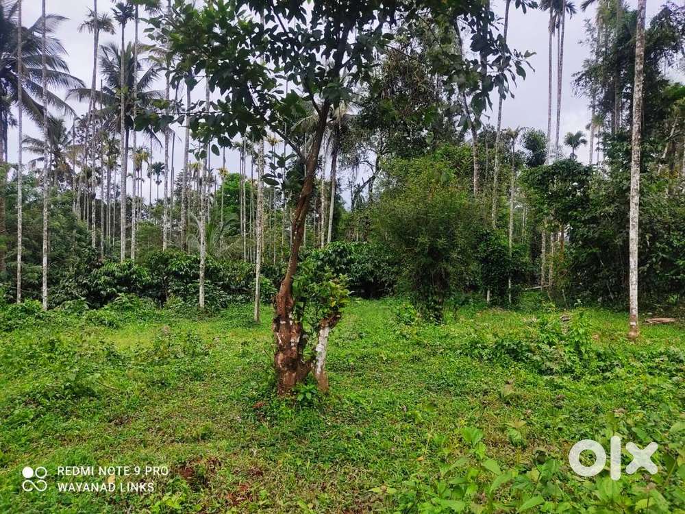 Build Your Dream Home! 13.5 Cent Plot in Kariyambadi, Wayanad