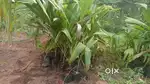 Nursary plants and organic manure
