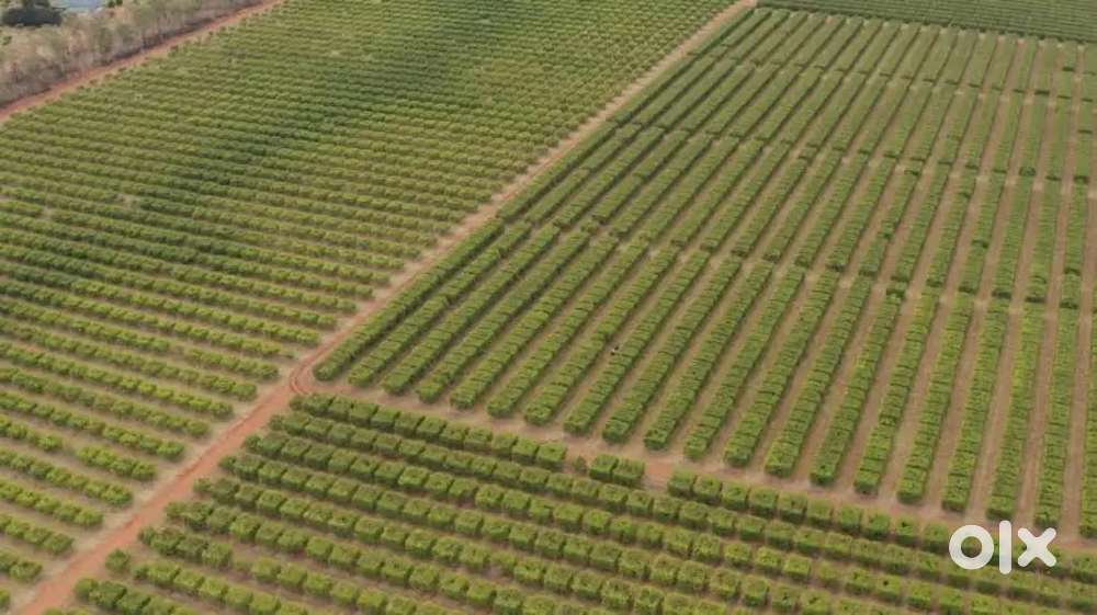 Narayankhed:Buy One Acre 30 lakhs Road But/Get 40 Lakhs in Year