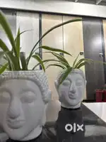 Budha Flower wase