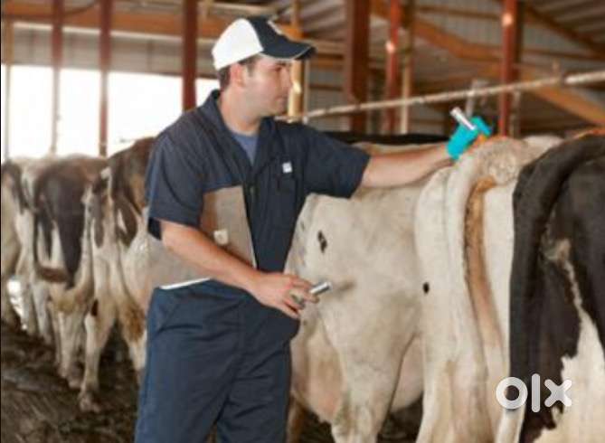 Security and Cow Milk Handler