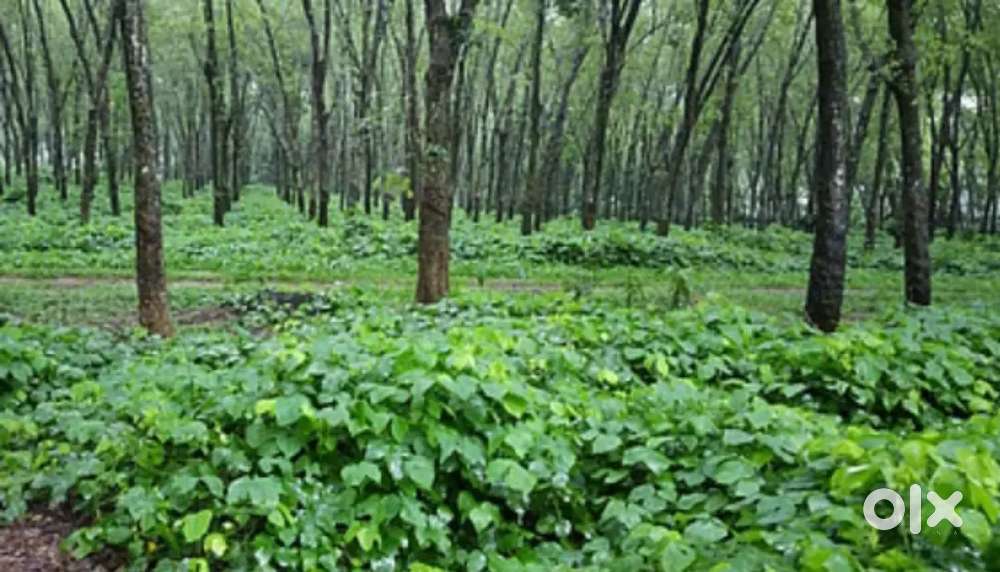 1 acre Land for rent in Perumbavoor, Ernakulam district Kerala