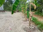 5 സെന്റ് സ്ഥലം Road frontage കൂടി വില്പനക്ക് Cherthala