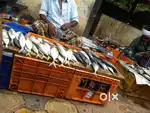 Need fish sales boy