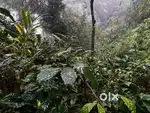 2.35 Acre Stream-Attached Land for Sale – Mudigere