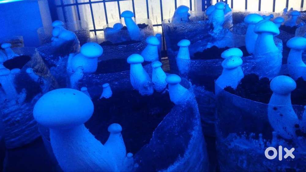 Mushroom Farm for Sale