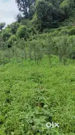 Valley Garden