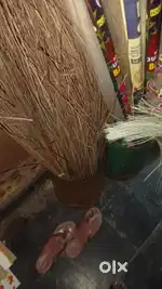 strong bed