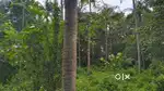 Urgent sale property in kundannoor Wadakkanchery