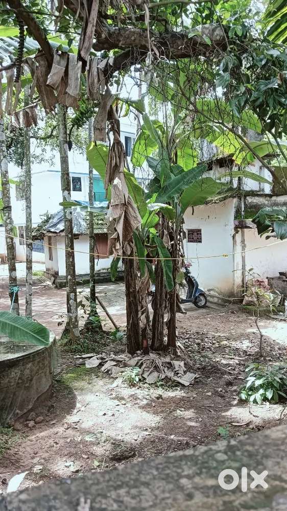 Hiuse plot kakkanad NGO quaters 6 cent