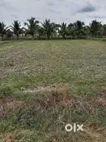 Agriculture farm land