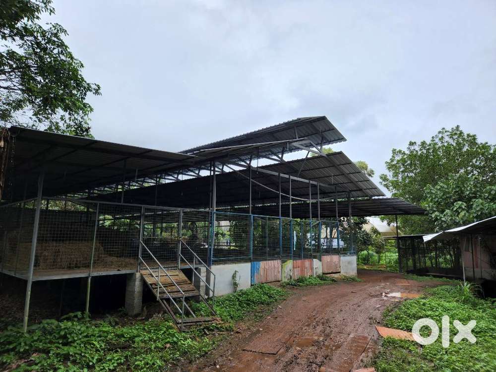 Dairy farm for sale