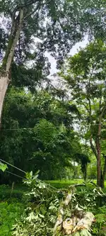 6 bigha land wih 3.5 biga tea grden for sale