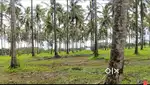 4 acres well maintained thengina thota for urgent sale
