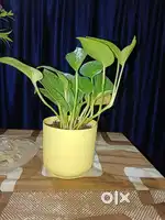 स्वयं का बिजनेस शुरू करे , बिजनेस पार्टनर बने उच्च लाभ