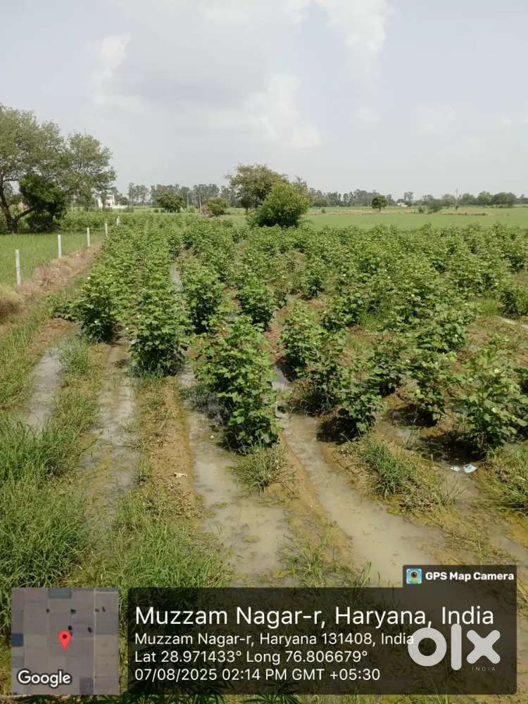 Near Kharkhoda