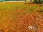 Tar road redsoil 20acre kannankudi freecurrent fence agri land trichy