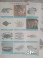 Fish cutters